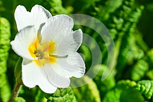 One flower of a white primrose on a background of green leaves