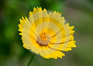 One flower of yellow chamomile on a blurred green background