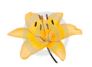 One flower of yellow lily, isolated