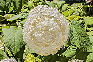 One flowering plant Garden Phlox cultivar Phlox paniculata white isolated on a green background with leaves