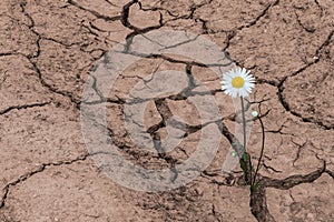 White daisy in dry cracked soil. Leucanthemum vulgare photo