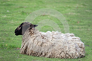 One Fluff Sheep Lie Down Open Space