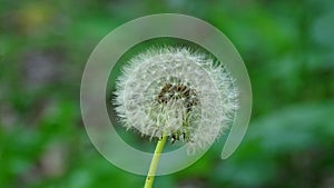 One fluffy dandelion on a blurry grassy green litter. Background picture.