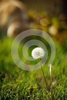 One fluffy dandelion flower grow in summer field with green grass