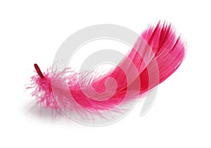 One fluffy light feather isolated on white