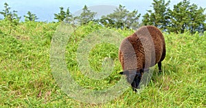 One fluffy sheep with brown wool eats weeds in the field. video