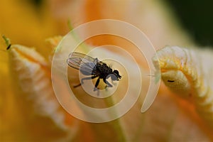 One fly sits on a yellow pumkin blossom