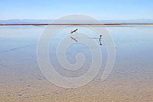One Flying Away Flamingo with one Grazing in the Chaxa Lagoon, Part of Salar de Atacama Salt Flat in Chile