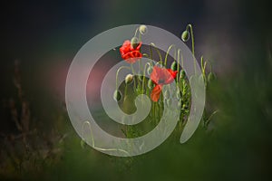 One Flying Bee And Several Wild Red Poppy, Shot With A Shallow Depth Of Focus