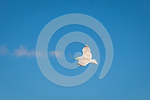 Seagull in front of blue sky