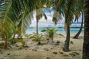 One Foot Island coconut trees - underplanting