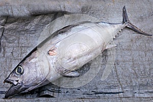 One freah Tuna fish for sale in a fishermen food market in Raro photo