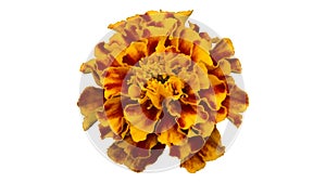 One French marigold orange-red flower isolated on white