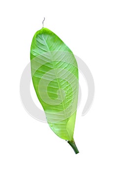 One fresh banana leaf isolated on white background, clipping path included, can be used as background and wallpaper