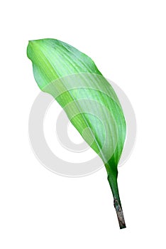 One fresh banana leaf isolated on white background, clipping path included, can be used as background and wallpaper