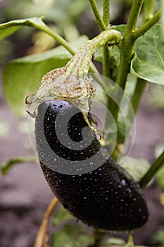 One fresh eggplant or aubergine