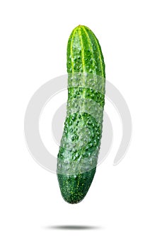 One fresh green cucumber, isolated on white background. File contains a path to isolation.