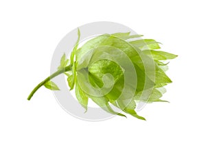 One fresh green hop on white background