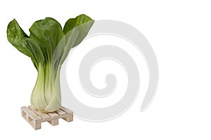 One fresh green pak choi cabbage standing on wooden mini pallet isolated on white background with large copy space