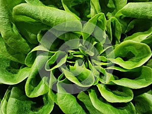 One fresh Green Salad in close-up for eating