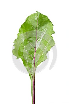 One fresh leaf beet root isolated on white background