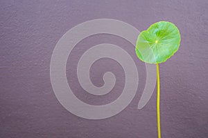 One fresh leaf of Centella asiatica plant on grey wall background. Composition with empty space for text or design