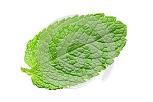 One fresh mint leaf. Close-up. Isolated on white background