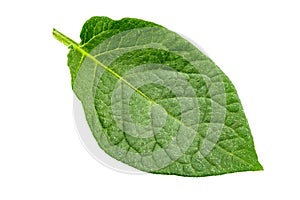 One fresh mint leaf. Close-up. Isolated on white background