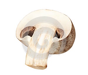 One fresh mushroom champignon cut in half isolated on white background with clipping path