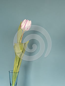 One fresh pink white tulip flowers in front of green wall. View with copy space and shadow