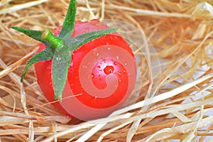 One Fresh red tomato