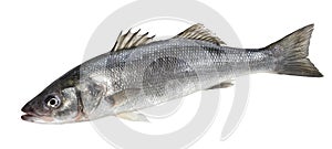 One fresh sea bass fish isolated on white background