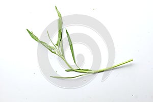 one fresh water morning glory, water spinach (ipomoea aquatica) isolated on white background.