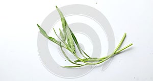 one fresh water morning glory, water spinach (ipomoea aquatica) isolated on white background.