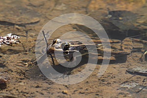 One frog sitting in pond water close up