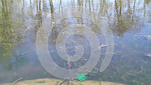 one frog swims in a muddy pond in spring at daytime