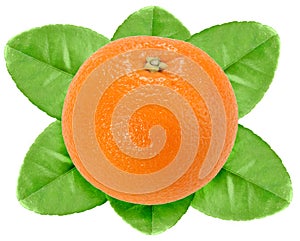 One fruit of orange with green leaf