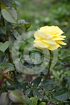 One full yellow rose blossom