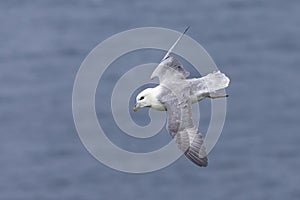 One Fulmar glide on the wind along a cliff on Shetland Islands