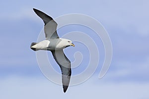 One Fulmar glide on the wind along a cliff on Shetland Islands