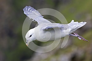 One Fulmar glide on the wind along a cliff on Shetland Islands