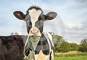 One funny black and white cow eating, chewing blades of grass, friesian holstein under a blue sky