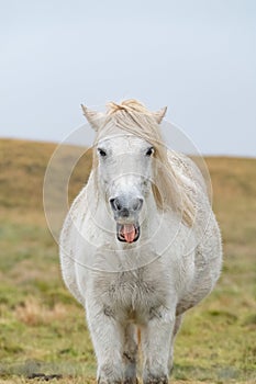 One funny smiling horse in a peaceful meadow, Iceland