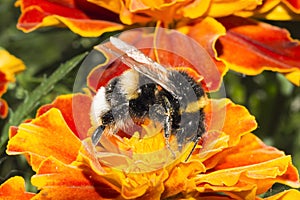 One furry bumblebee on a flower, an insect collects pollen with yellow orange flowers, summer sunny day, wildlife background