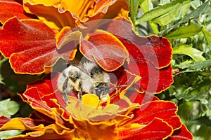 One furry bumblebee on a flower, an insect collects pollen with yellow orange flowers, summer sunny day, wildlife background