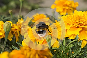 One furry bumblebee on a flower, an insect collects pollen with yellow orange flowers, summer sunny day, wildlife background