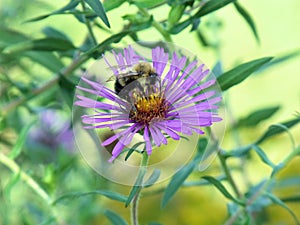 One Fuzzy Bumblebee on Purple Daisy like Flower on a Sunny Day