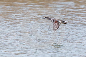 One gadwall duck anas strepera flying over water surface
