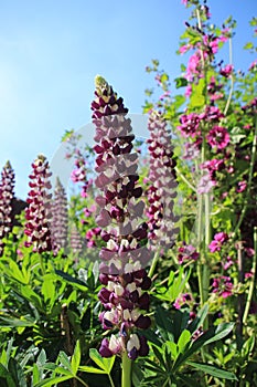 One of the gardens at Sissinghurst Castle in Kent in England in the summer.