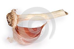 One garlic clove on stem with root on white background